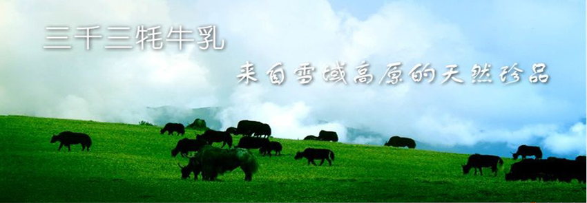 ��ǧ����ţ�����̲��(y��)