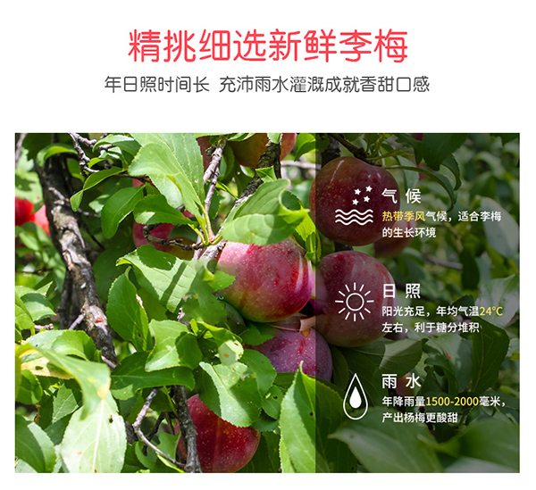 巴瑪熊珍珠梅 (8).jpg