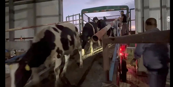 譜華威乳業(yè)集團(tuán)奶牛養(yǎng)殖牧場第三批奶牛入園成功2.jpg 譜華威乳業(yè)集團(tuán)奶牛養(yǎng)殖牧場第三批奶牛入園成功2.jpg