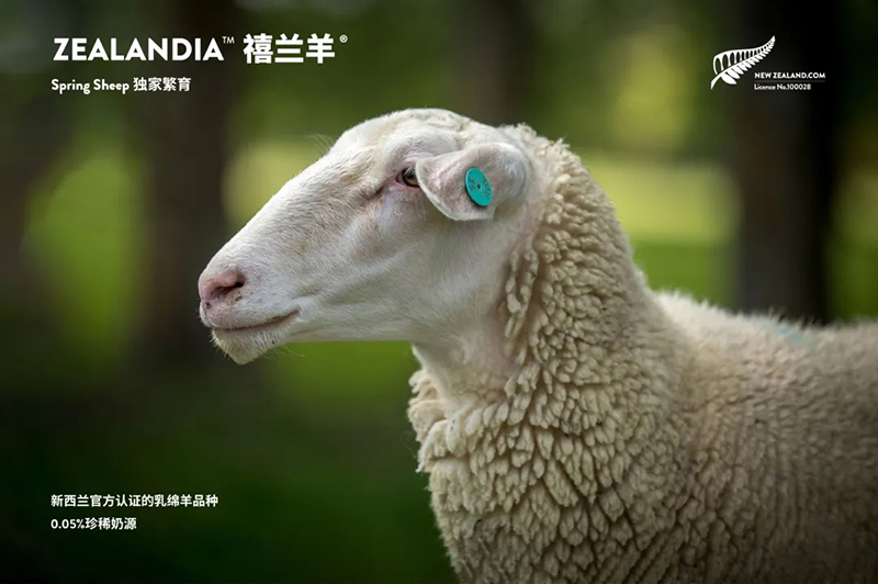Spring Sheep���dȫ�d����׃��̷�����^ע���@�G����CBME05.jpg